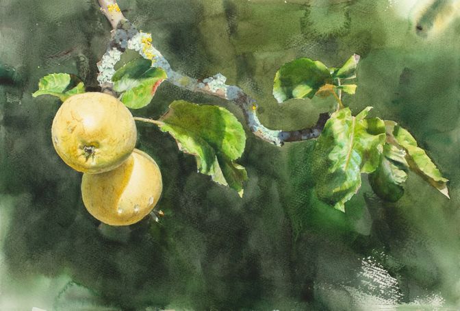1681  Äpplen  38 x 56 cm